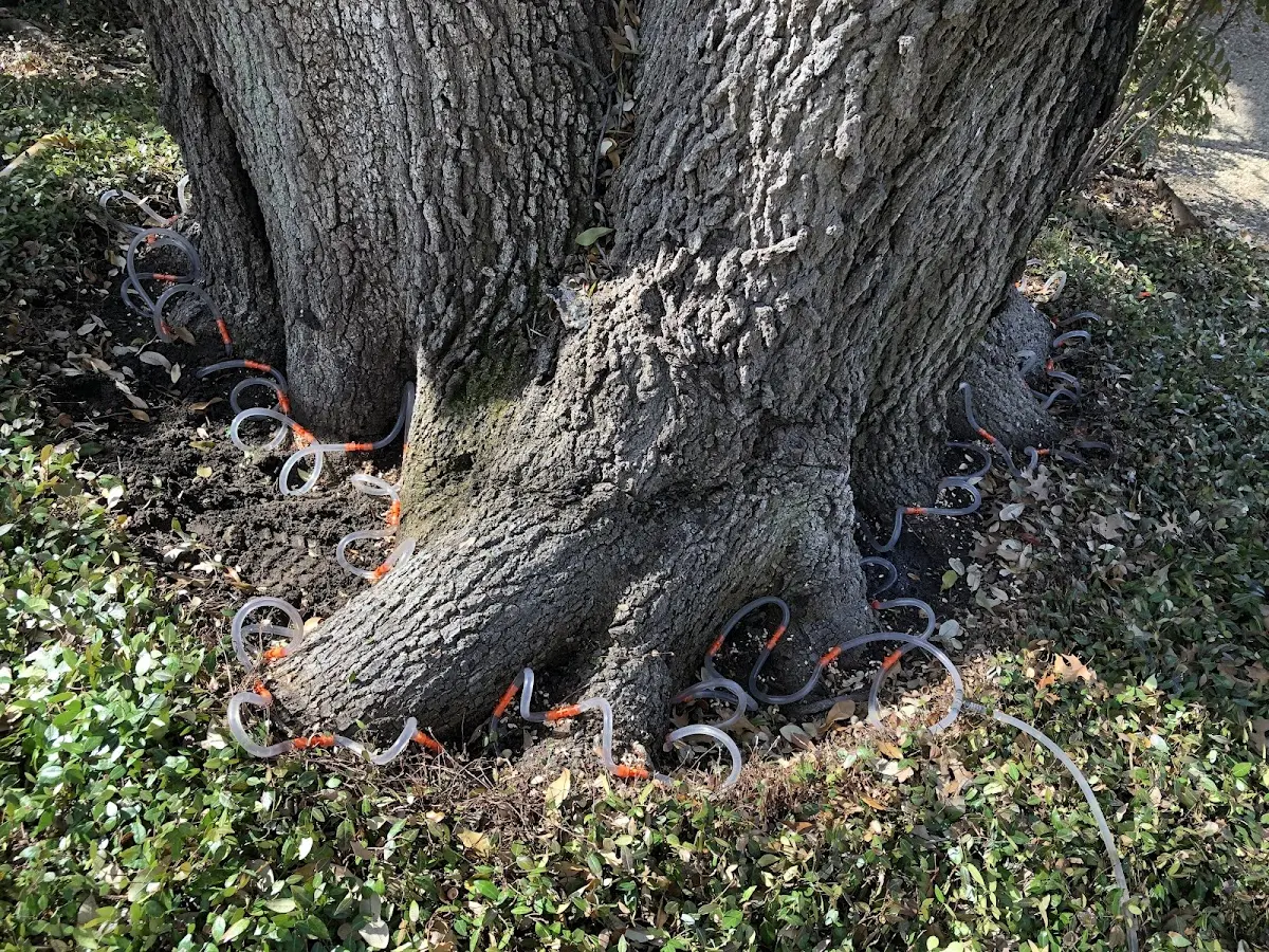 Detailed Tree Cabling and Bracing job site in Tallulah Falls