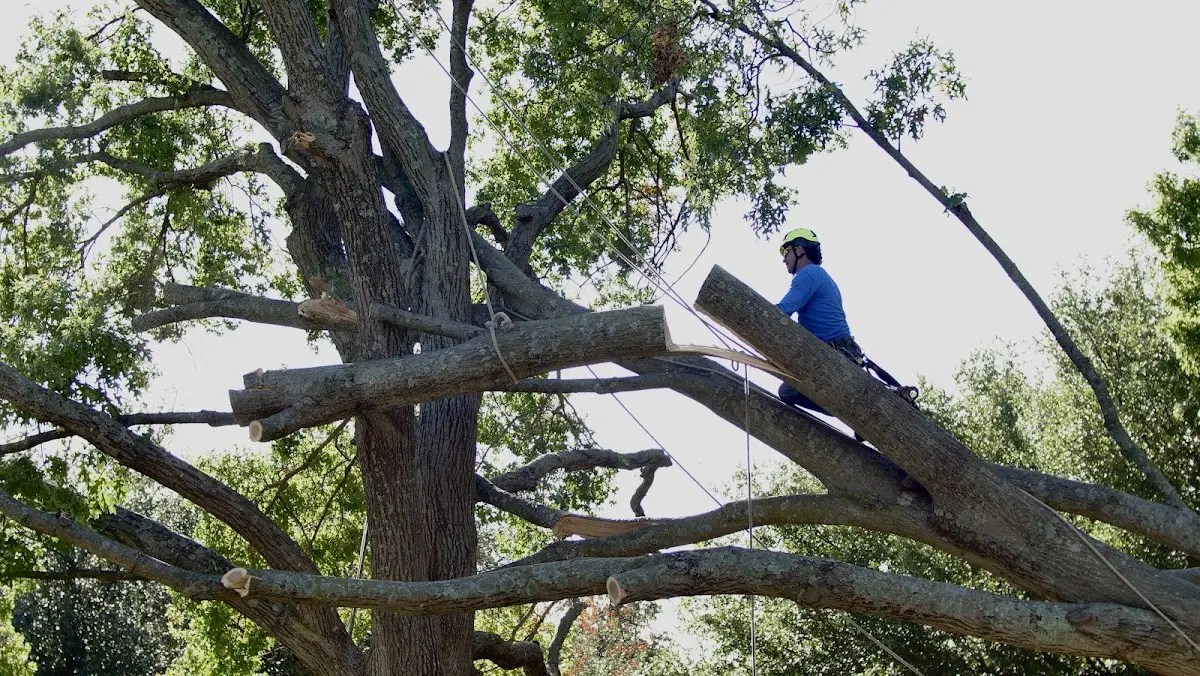 Professional Crown Thinning performed by certified arborists in Tallulah Falls