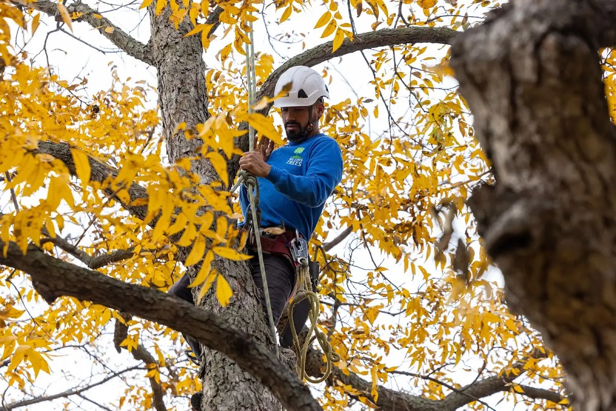 Skilled Tree Pruning crew working in Tallulah Falls